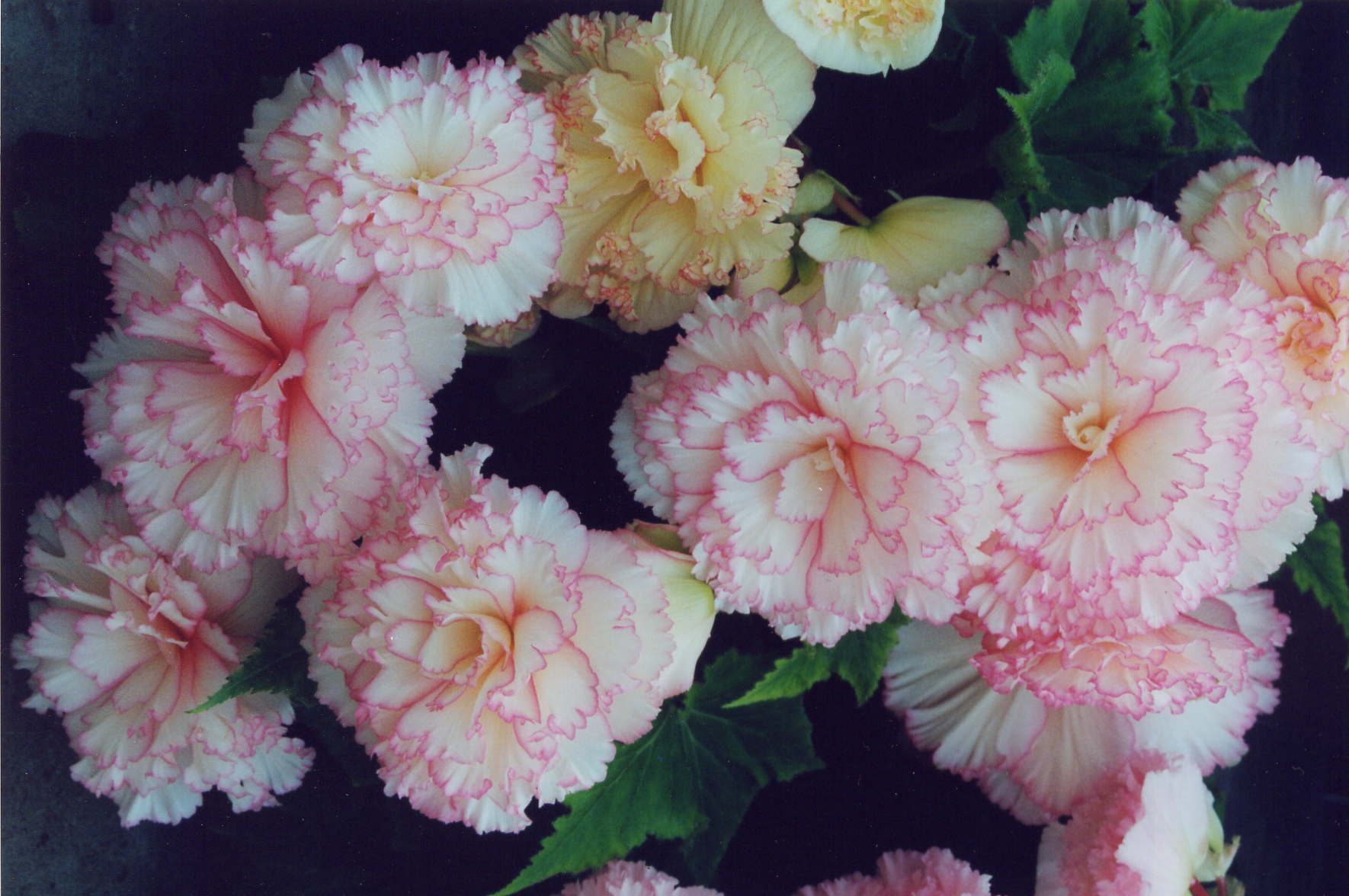 B. ‘Ballerina’